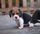 beagle,puppy,dogshow,beaglepuppy,
beaglethailand,บีเกิ้ล,สายพันธุ์บีเกิ้ล,ลูกบีเกิ้ล,จาว่าบีเกิ้ล,javabeagle,dog,breeding