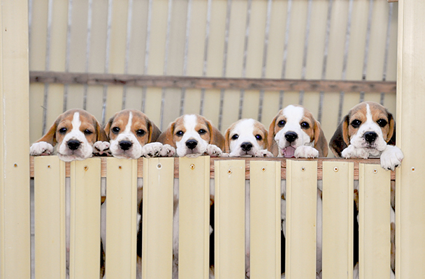 beagle,puppy,dogshow,beaglepuppy,
beaglethailand,บีเกิ้ล,สายพันธุ์บีเกิ้ล,ลูกบีเกิ้ล,จาว่าบีเกิ้ล,javabeagle,dog,breeding,dogforsale,dogavilable