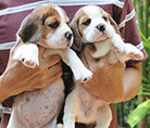 beagle,puppy,dogshow,beaglepuppy,
beaglethailand,บีเกิ้ล,สายพันธุ์บีเกิ้ล,ลูกบีเกิ้ล,จาว่าบีเกิ้ล,javabeagle,dog,breeding,dogforsale,dogavilable